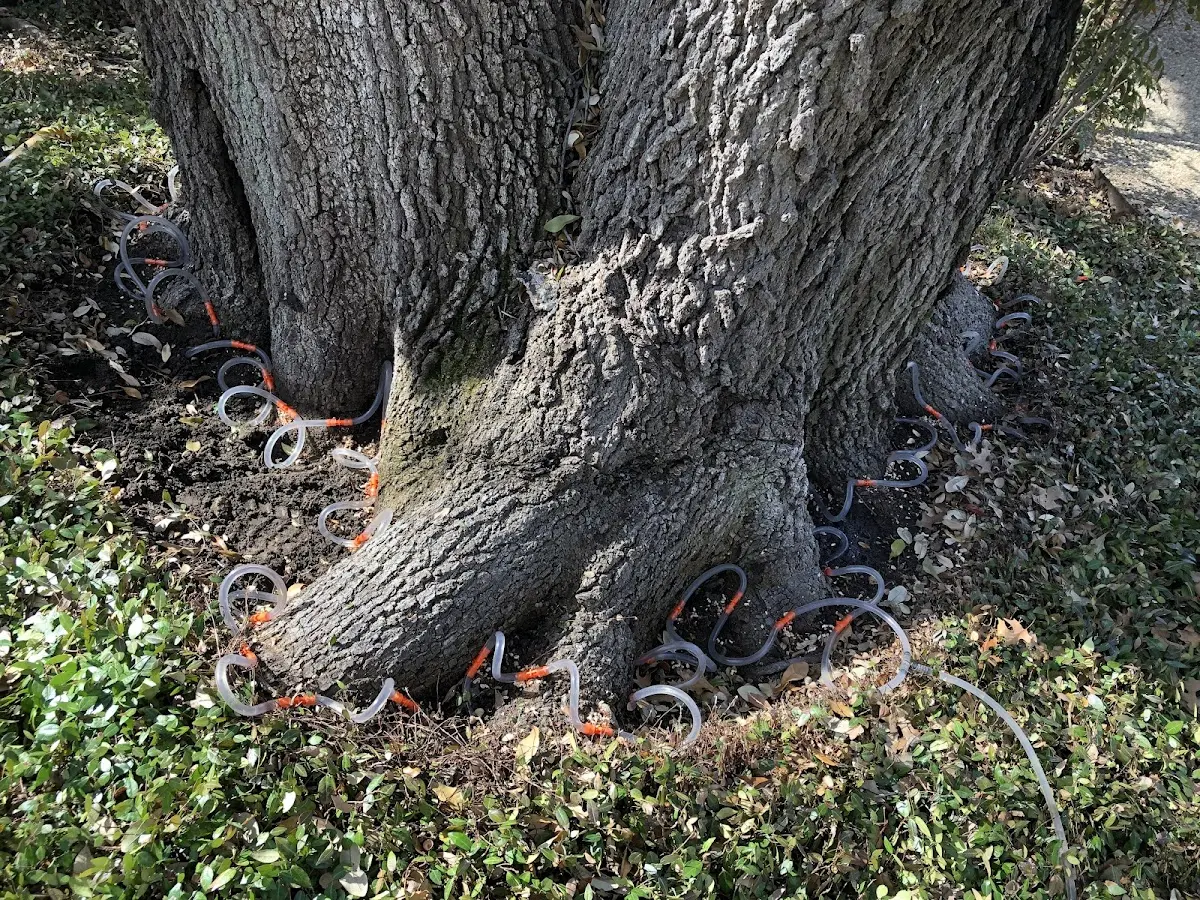 Detailed Tree Cabling and Bracing job site in Medina